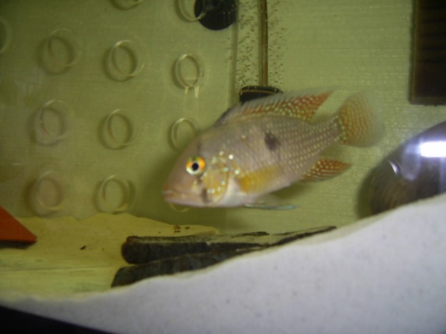 Geophagus Brasiliensis, NZ - Barsche - Oberasbach