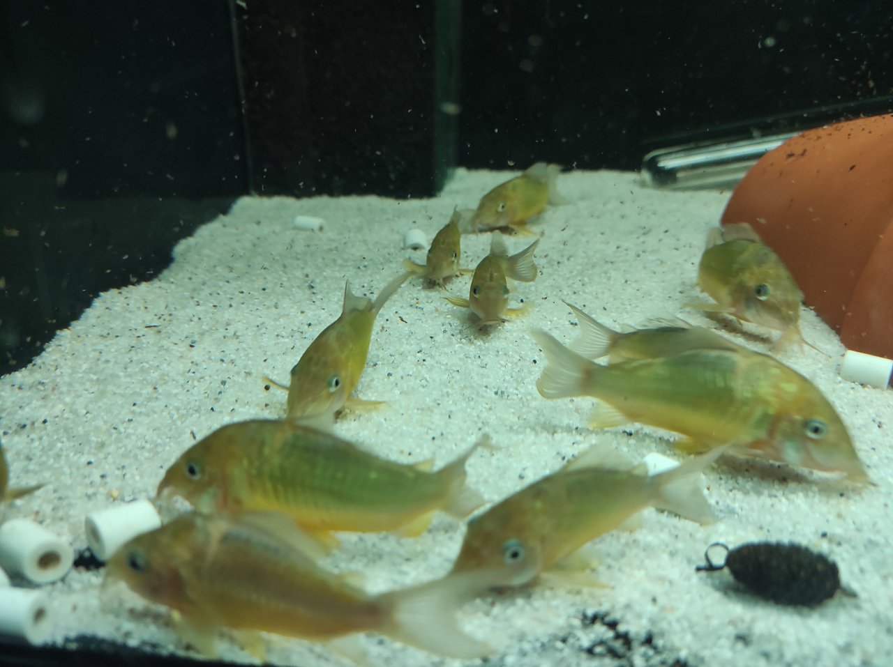 15x adulte Smaragdpanzerwelse - Corydoras splendens - Wels - Halle
