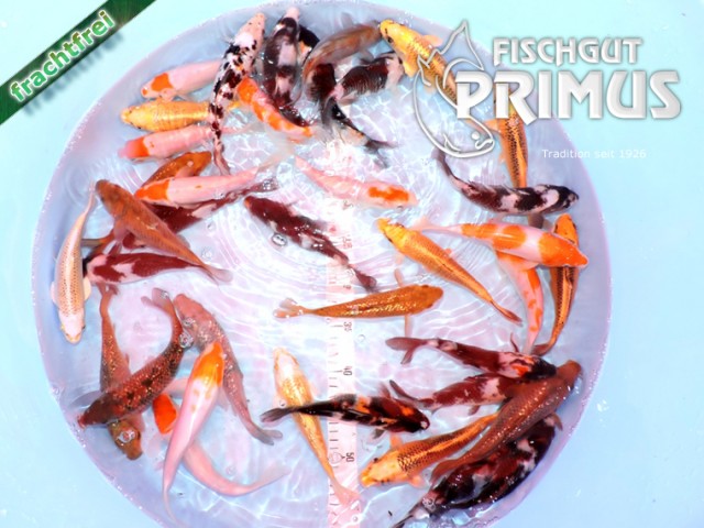 Primus Koi-Mix - Größe 18-20 cm u.a. mit Showa, Matzuba ... - Koi - Iserlohn