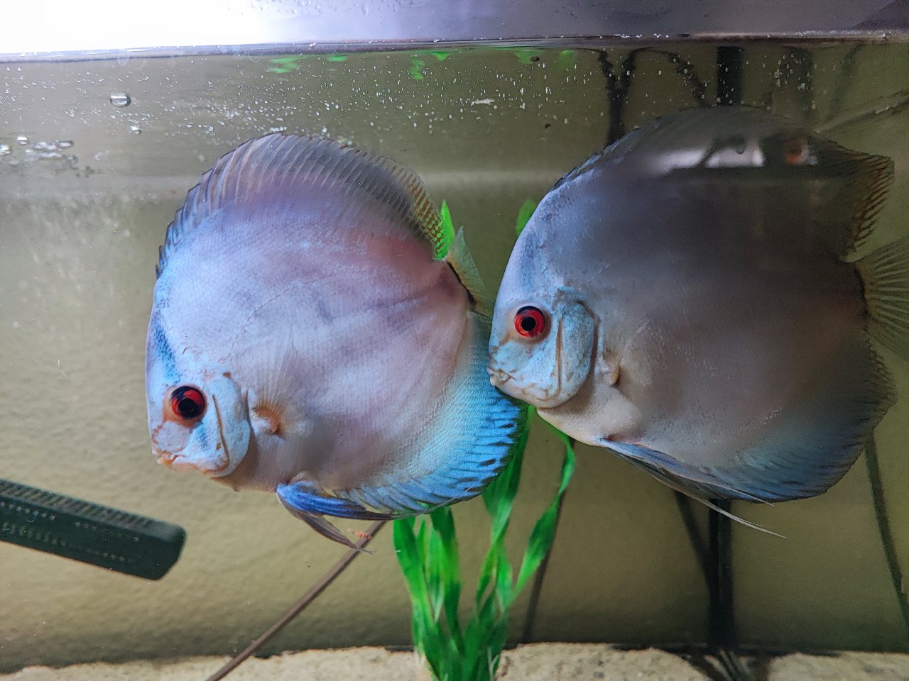 Diskusfische Kreuzung zwischen Diamond Blue und Kobalt blau - Diskus - Neustadt