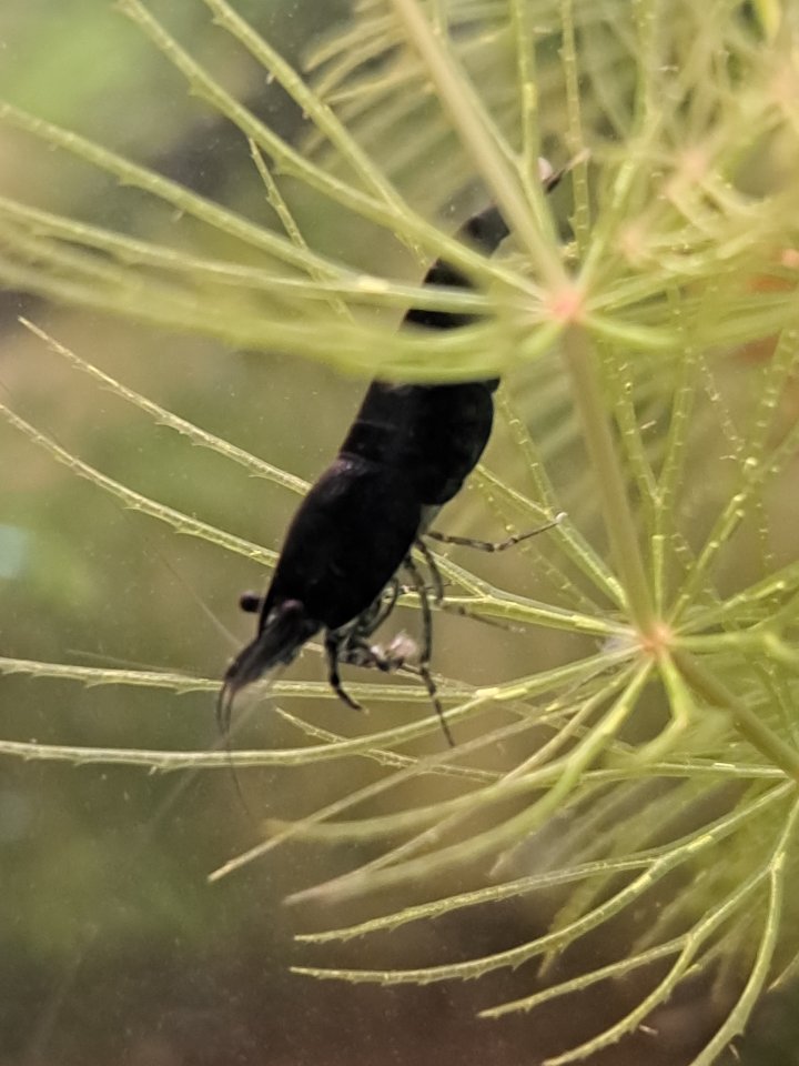 Neocaridina davidi Black Sakura  ( Süßwasser Garnelen  ) - Garnele - Köln