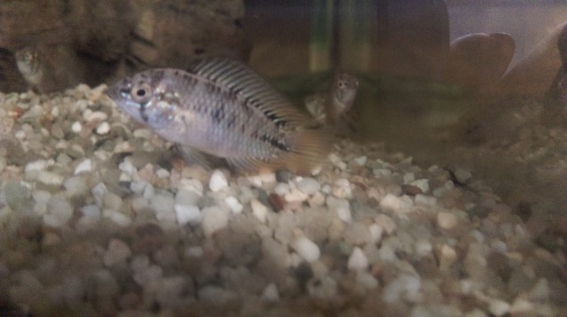 Apistogramma borelli Opal - Barsche - Büttelborn