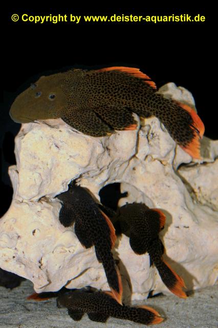 L600 / LDA07 Pseudacanthicus leopardus - Wels - Barsinghausen