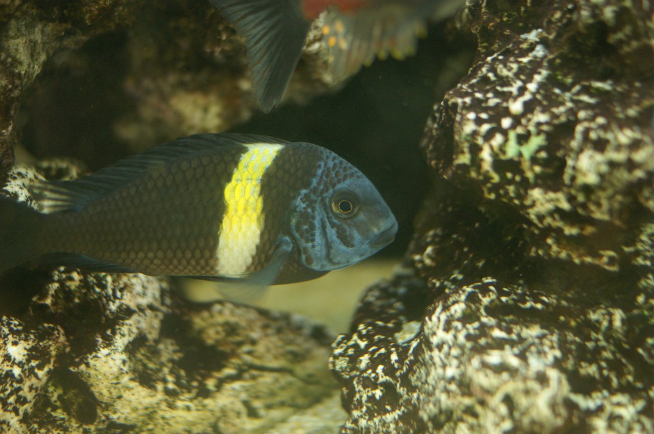 Tropheus Duboisi Maswa 5-7cm Gruppe - Barsche - Zittau OT Wittgendorf