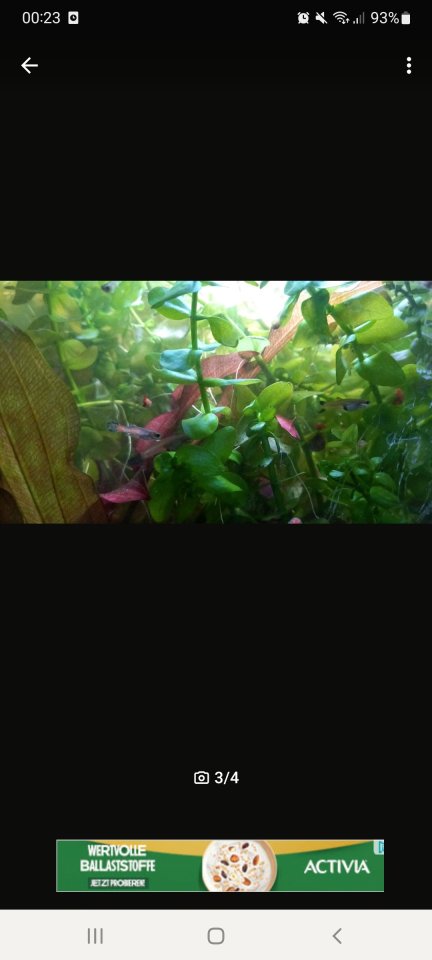 Endler Guppys,Weibchen,Männchen - Guppy - Hunding
