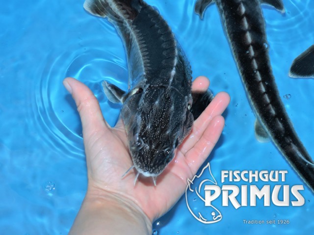 2 Waxdick Störe (A. gueldenstaedti) - Größe 40-50 cm - Fische Sonstige - Iserlohn