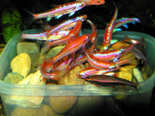 Rarität:Regenbogenelritzen,Rainbowshiner - Fische Sonstige - Dortmund-Lanstrop